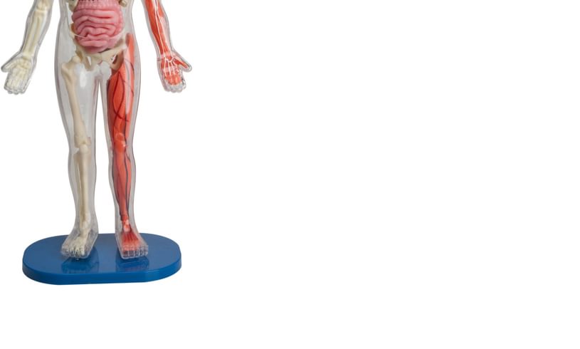 Squishy Human Body Front