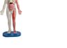 Squishy Human Body Front