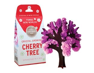 Cherry Tree all