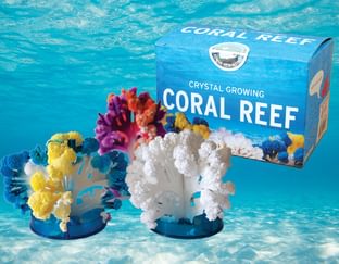 Coral Reef all