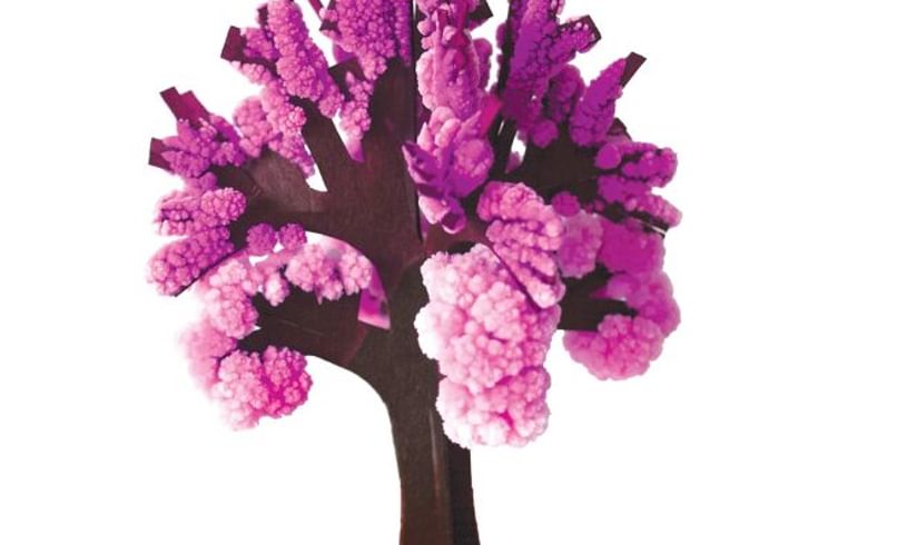 Cherry Tree