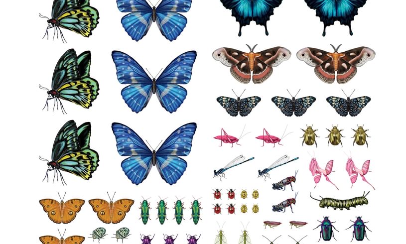 Butterfly Tattoos
