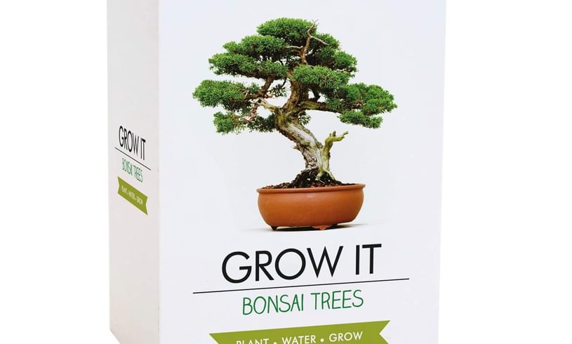 Grow It Bonsai Trees