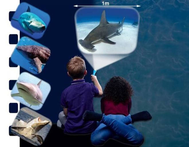 Shark Flashlight and Projector torch for kids