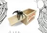 House of Marbles Spider Surprise