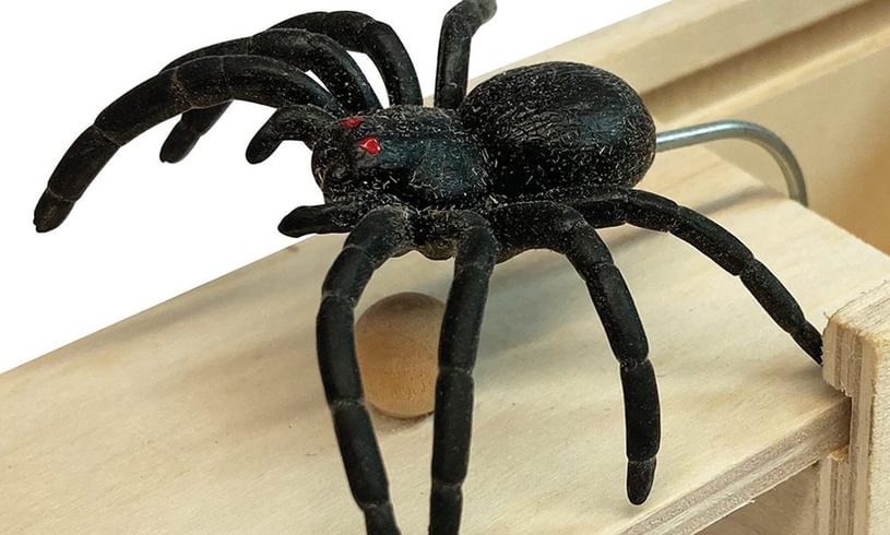 Spider Surprise