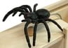 Spider Surprise